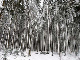 Winterwald