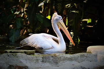 Spot-billed Pelican