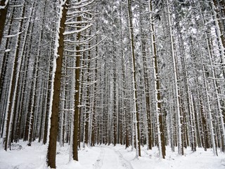 Winterwald