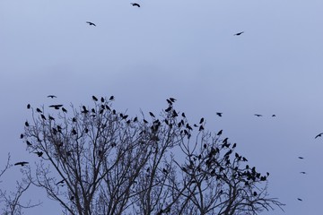 Swarm of rooks (Corvus frugilegus) on a resting tree