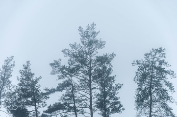 the tops of the pine trees on the background of a foggy sky
