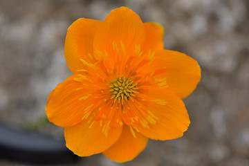 Eine leuchtende Sumpfdotterblu,me