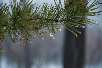 water drops on pine needles