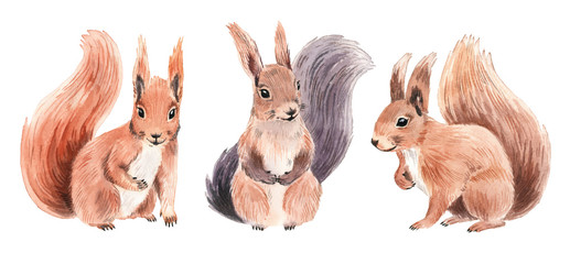 Realistic squirrels in watercolor style. © asanova_nastya_art
