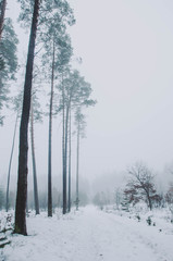 Vertical photo of a foggy forest. Phone wallpaper