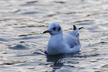 Black-headed gull (Chroicocephalus ridibundus) in winter plumage
