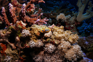 Nudibranch at the Red Sea, Egypt