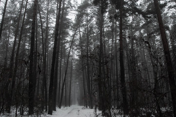 gloomy pine forest in dim colors with fog, perspective