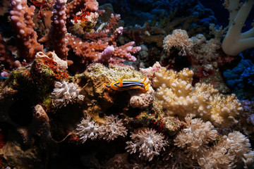 Fototapeta na wymiar Nudibranch at the Red Sea, Egypt