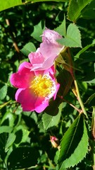 flower in the garden