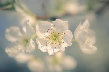 closeup of a cherry blossom