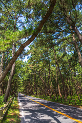 虹の松原＠佐賀県唐津市