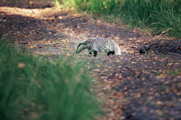Badger crosses the forest trail.