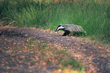 Badger crosses the forest trail.
