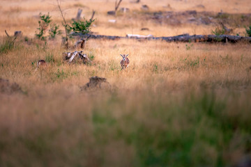 Mouflon between tall yellow grass in evening sunlight.