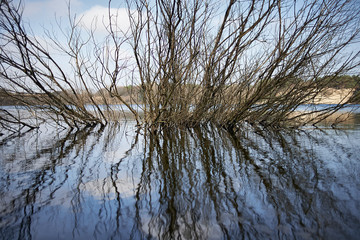 A tree gowing in the lake reflecting in the water