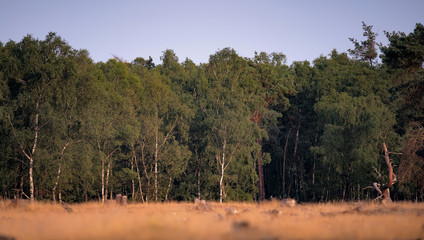 Field with birch tree forest in evening sunlight.