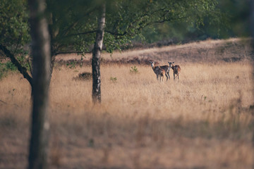 Three mouflons standing together in grass near trees.