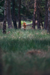 Roe jumping between tall grass into forest.