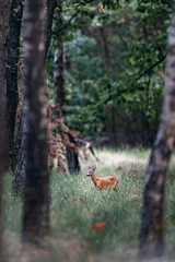 Roe deer buck standing in tall grass in forest. © ysbrandcosijn