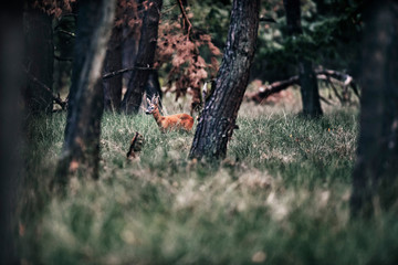 Roe deer buck standing in tall grass in forest.