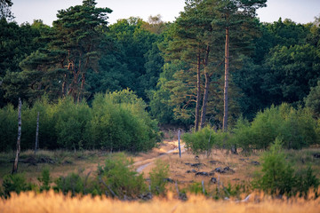 Dirt road in field with trees in evening sunlight.