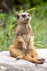 ミーアキャットのポートレート