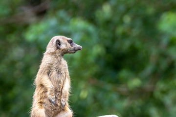 ミーアキャットのポートレート