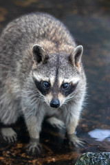 アライグマのポートレート