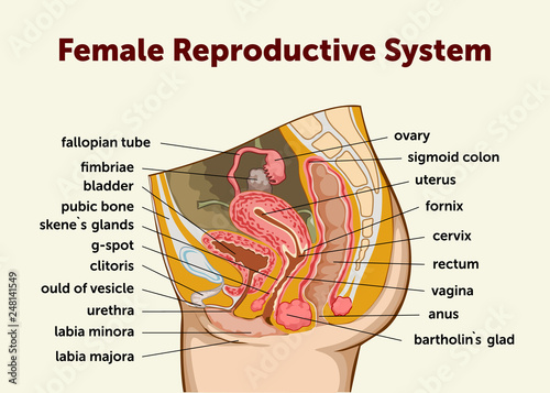 "Education Chart of Biology for Female Reproductive System ...
