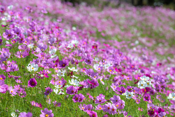 コスモス畑