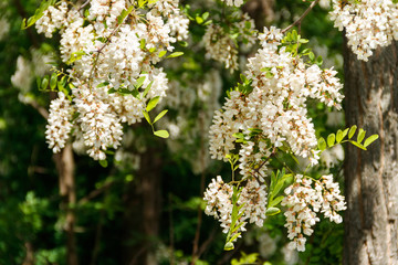 White acacia flower closeup (Robinia pseudoacacia). Acacia tree bloom