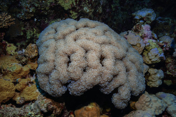 Coral Reef at the Red Sea Egypt