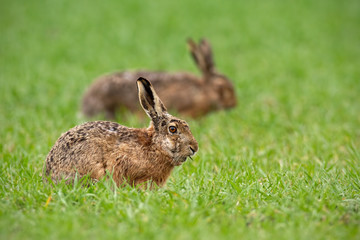 European brown hare, lepus europaeus in summer with green blurred background. Detailed close-up of wild rabbit.