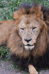 ライオン