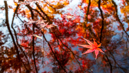 水面と紅葉