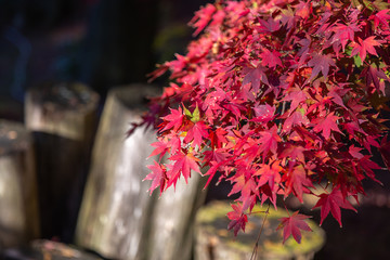 日本の紅葉