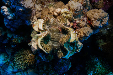 Giant clam at the Red Sea, Egypt