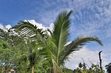 Fototapeta na wymiar Beautiful palm trees at the white sand beach on the paradise islands Seychelles taken in 2019