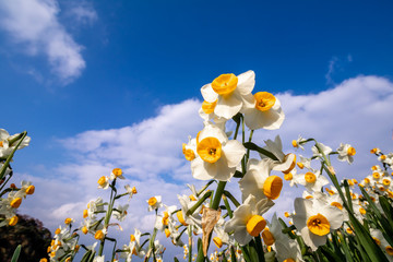 水仙の花