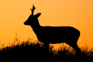 Roe deer, capreolus capreolus, male buck silhouette. Wild animal on the horizon with orange sky in background.