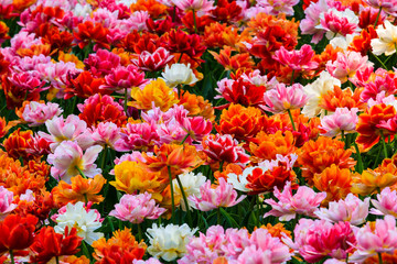 Obraz na płótnie Canvas All the colors of the tulips