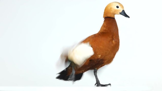  male Beautiful bright red duck (Ogar) flapping his wings, isolated on white screen (In Slavic mythology and Buddhism, this bird was considered sacred)