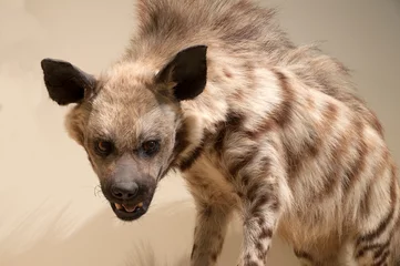 Rolgordijnen zonder boren Hyena Dieren, hyena& 39 s