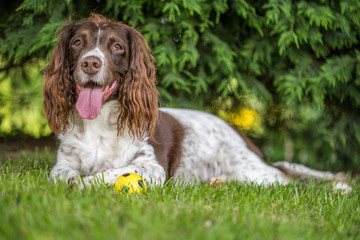 Brown and white springer spaniel laying down on the grass in the park. - obrazy, fototapety, plakaty