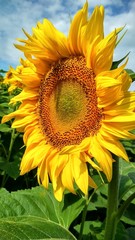 sunflower and bee