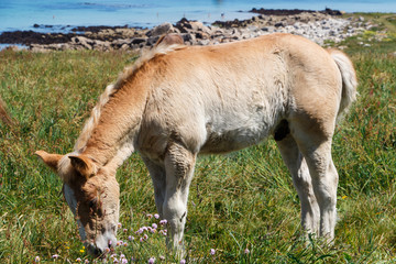 Obraz premium Trait Breton foal in a field in Brittany