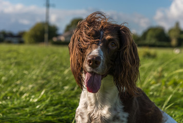 Brown and white springer spaniel sat on the grass in the field, head and shoulder shot.