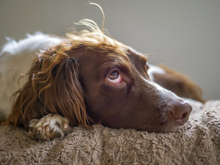 Springer Spaniel head shot, lying down on a blanket  looking up.