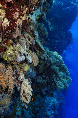 Coral Reef at the Red Sea Egypt